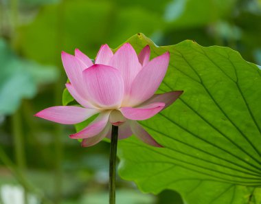 Bahçe havuzunda nilüfer çiçeği