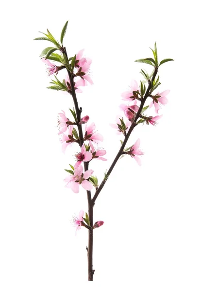 Peach Blossom Flower Isolated White — Stock Photo, Image