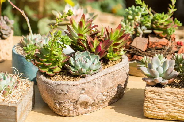 Kaktüs bir bitkinin içinde sulu.