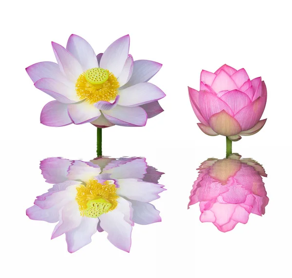 Lotus Isoleret Hvid Baggrund - Stock-foto