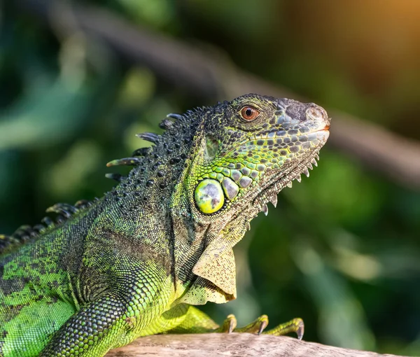 Lagarto Verde Árvore — Fotografia de Stock