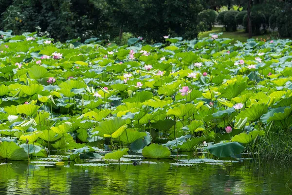 Lotus Flower Garden Pond — Stock Photo, Image