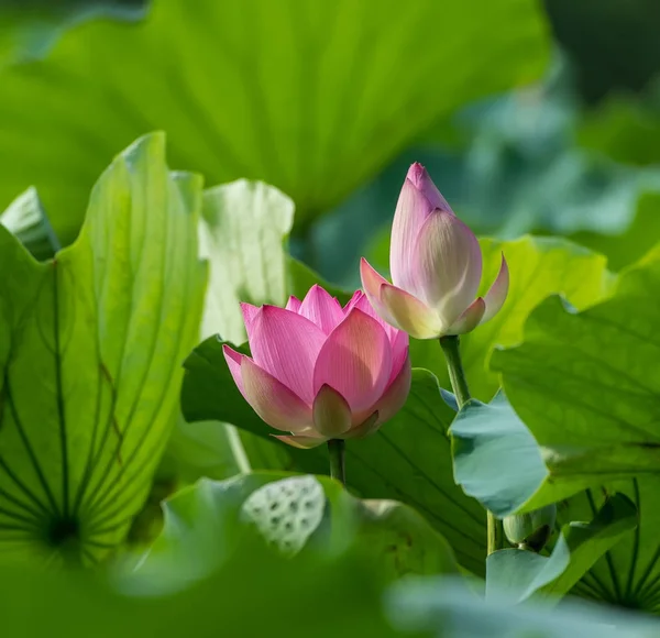 Flor Lótus Lago Jardim — Fotografia de Stock