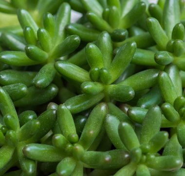 Kaktüs bir bitkinin içinde sulu.