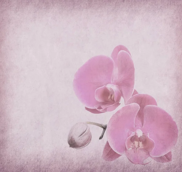 Disegno Del Orchid Grunge Stile Retrò — Foto Stock