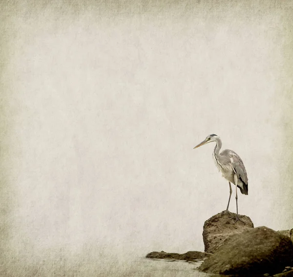 Portrait Natural Grey Heron Old Grunge Antique Paper Texture — Stock Photo, Image