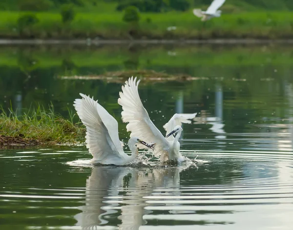 White Egret on a lagoon — Stock Photo, Image