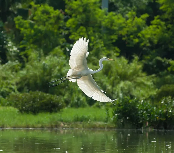 White Egret Flying Waterland — Stock Photo, Image