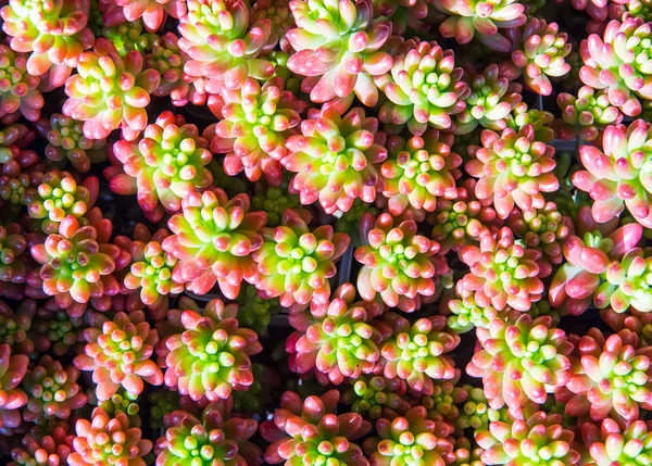 Cactus Succulents Planter — Stock Photo, Image