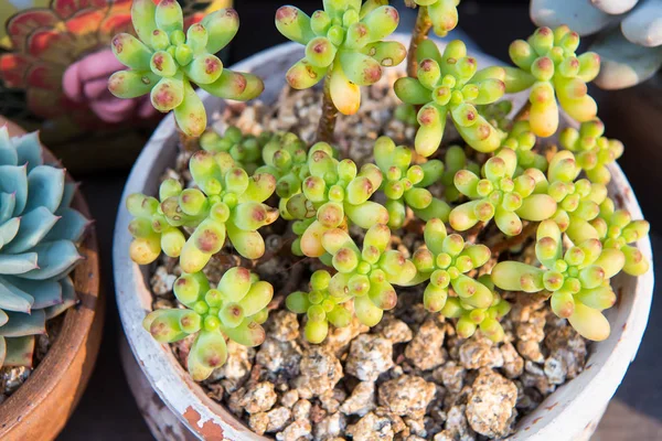 Cactus succulents in a planter — Stock Photo, Image