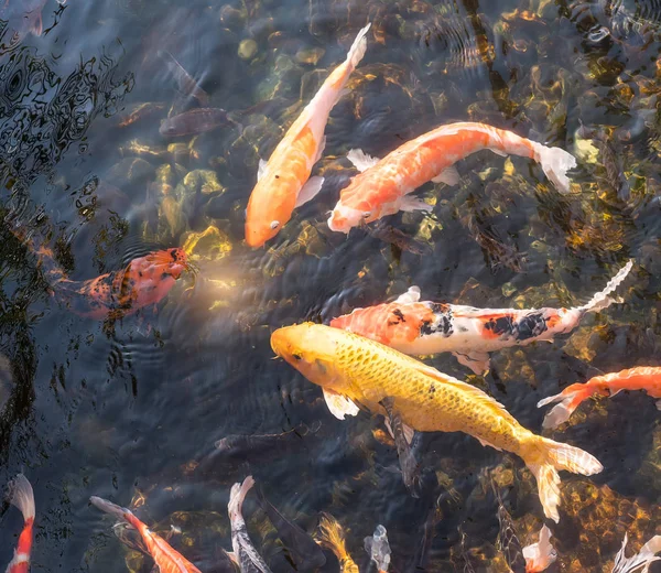 Peixes Koi Lagoa — Fotografia de Stock