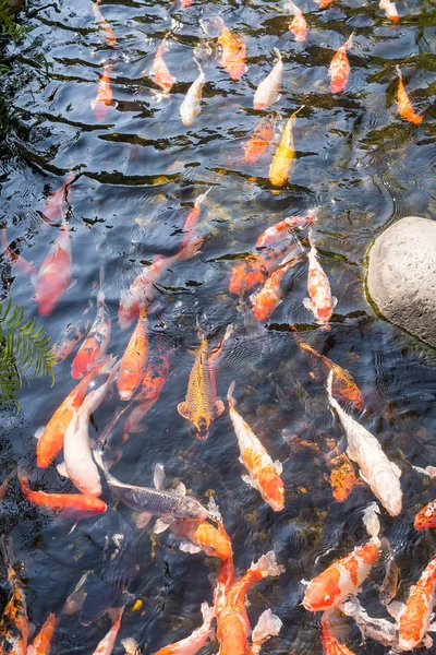 Koi Fishes Pond — Stock Photo, Image