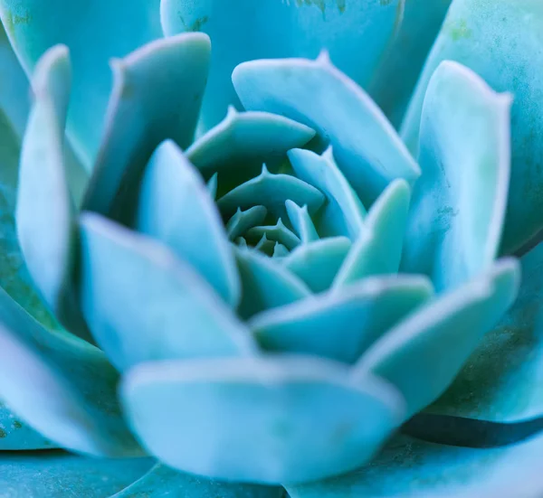 Kaktusové Sukulenty Květináči — Stock fotografie