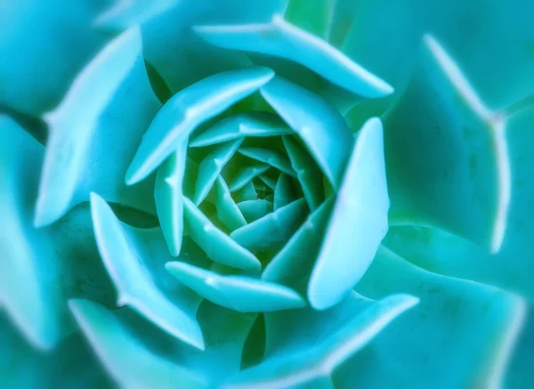 Cactus Vetstoffen Een Plantenbak — Stockfoto