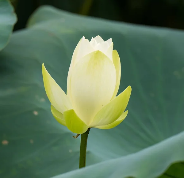White lotus flower in pond — Stock Photo, Image