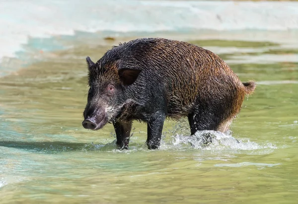 Wild Zwijn Badend Een Vijver — Stockfoto