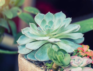  Bahçedeki minyatür sulu bitkiler