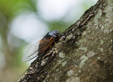 Cicada ağaç arka planda izole