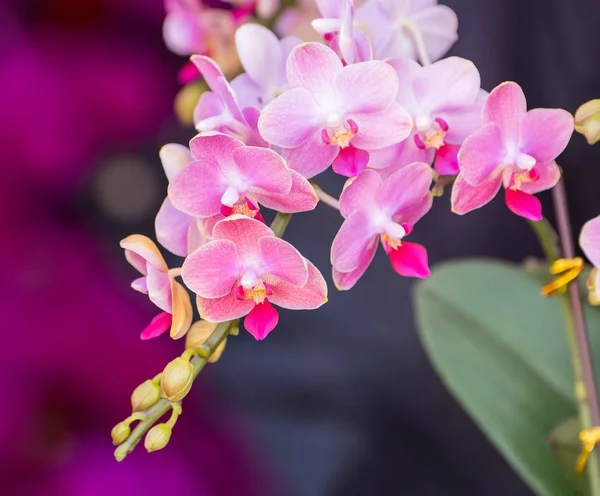 Närbild av rosa orkidé — Stockfoto