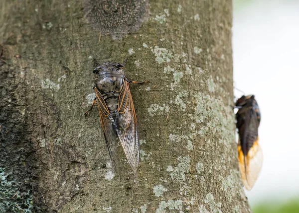 Cicada Izolowane Tle Drzewa — Zdjęcie stockowe