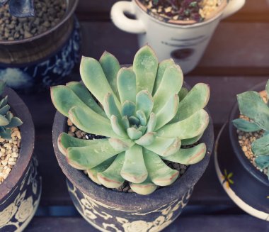  Bahçedeki minyatür sulu bitkiler