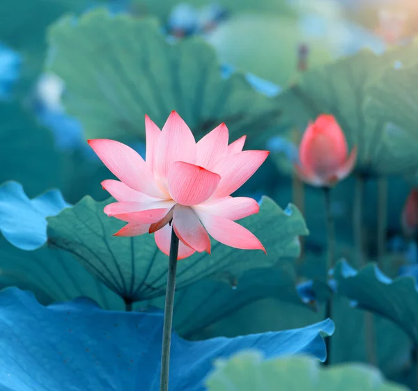Ανθισμένο Λουλούδι Λωτού Στη Λίμνη Κήπων — Φωτογραφία Αρχείου
