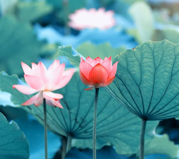 Blooming Lotus Flower Garden Pond — 스톡 사진