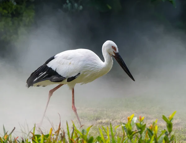 Oriental white stork in their natural habitat — Stock Photo, Image