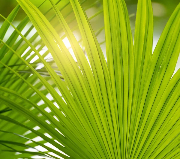 Borassus flabellifer, Sugar palm, Cambodian palm isolated on whit — стоковое фото