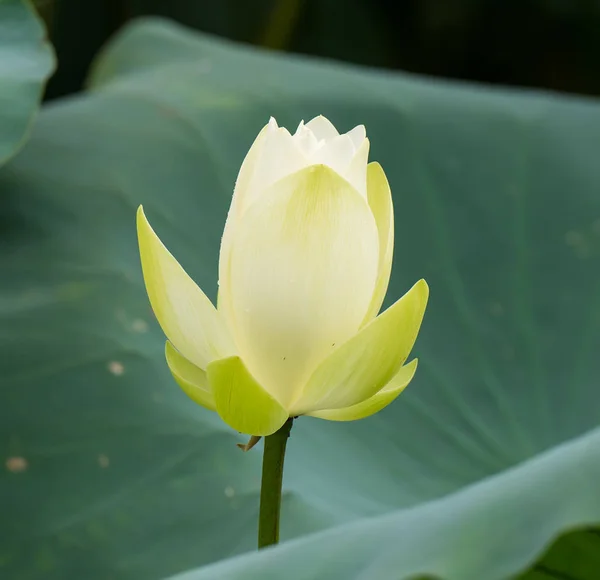 White Lotus Flower Pond — Stock Photo, Image