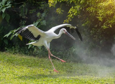 Doğal ortamlarında oryantal beyaz leylek