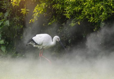 Doğal ortamlarında oryantal beyaz leylek