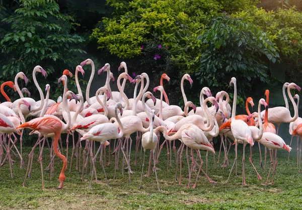 Flamingo ptaki stojąc w jeziorze — Zdjęcie stockowe