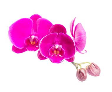 Pembe orkideye yaklaş