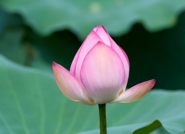 Lotus çiçeği ve lotus çiçek bitki