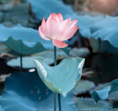 Lotus çiçeği ve lotus çiçek bitki