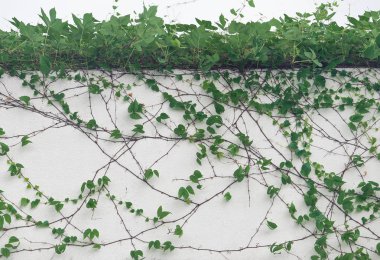 sarmaşık yaprakları beyaz arkaplanda izole edilmiş