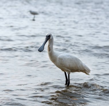 Kaşıkçı maddeler waterland içinde