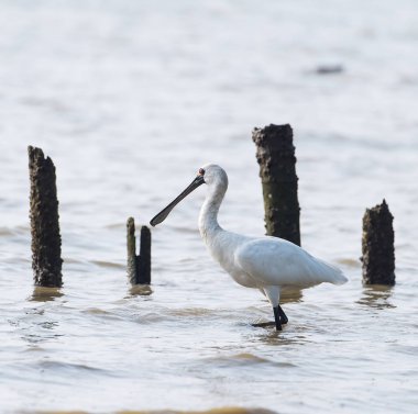 Kaşıkçı maddeler waterland içinde