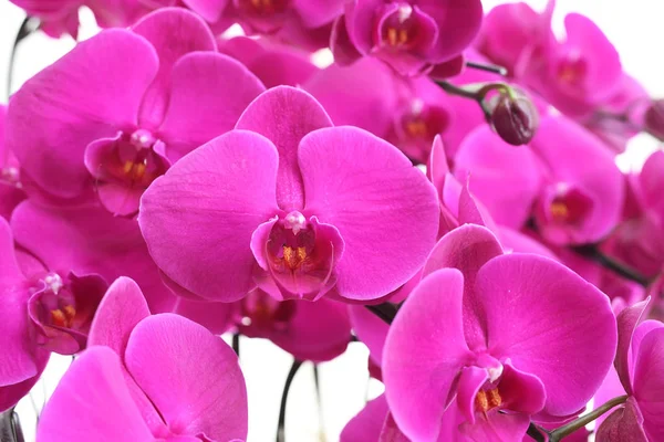 Zblízka Růžová Orchidej — Stock fotografie