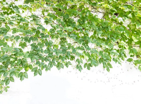 Sarmaşık Yaprakları Beyaz Arkaplanda Izole Edilmiş — Stok fotoğraf