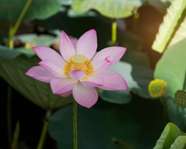 Flor Loto Flor Loto —  Fotos de Stock