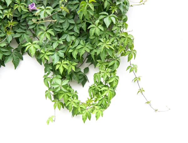 Murgröna Blad Isolerad Vit Bakgrund — Stockfoto