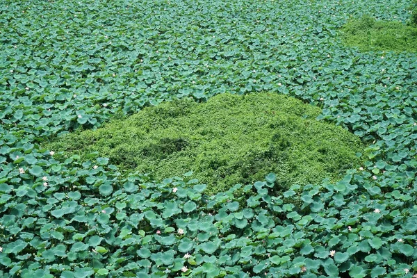 Top View Lotus Bladeren Patroon Aan Een Meer — Stockfoto