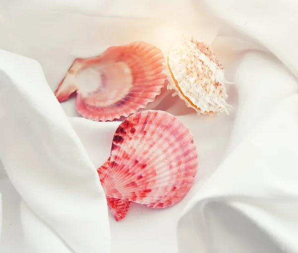 Different Shaped Seashells White Cloth — Stock Photo, Image