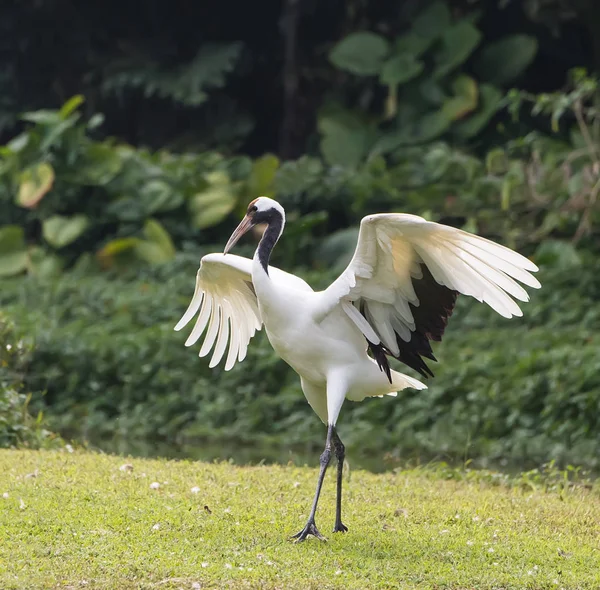 Red Crowned Crane Nature — Stock Photo, Image