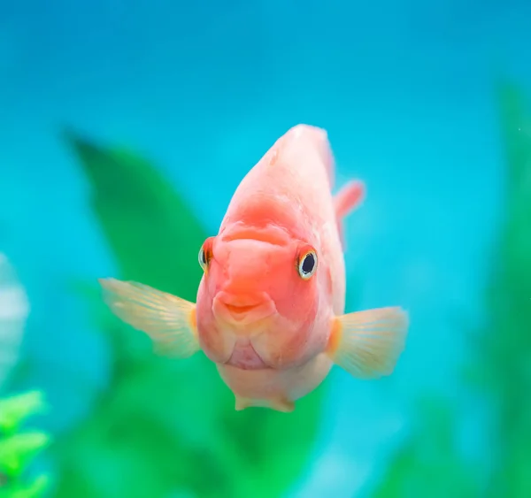 Papageienbuntbarsch Aquarienpflanze Grünen Hintergrund — Stockfoto