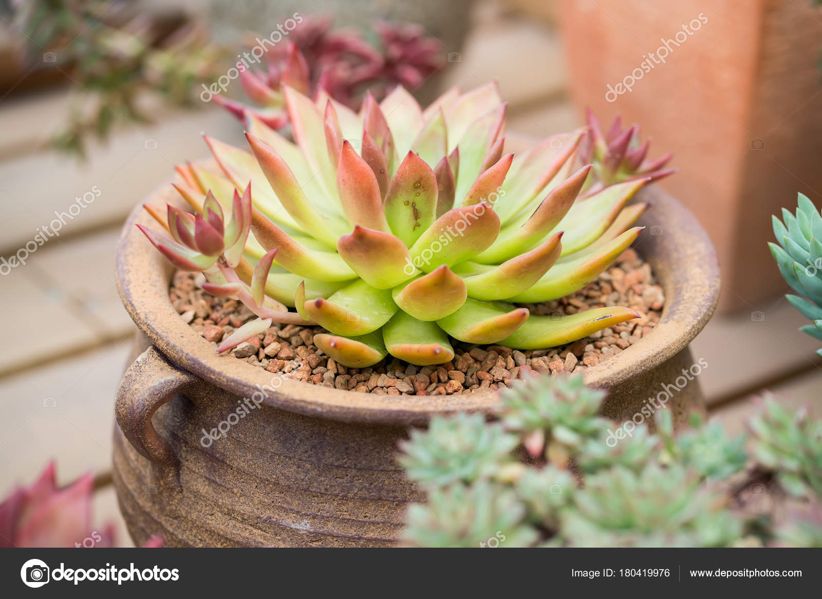 ミニチュア ガーデンで多肉植物 ストック写真 C Firefox 180419976