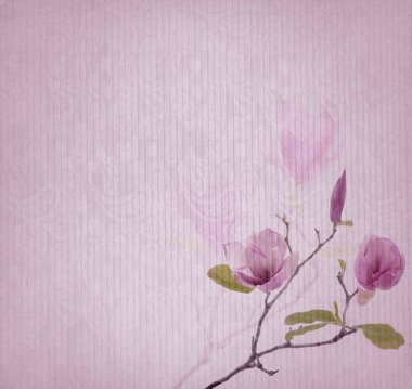 eski kağıt arka plan üzerinde pembe Manolya çiçek