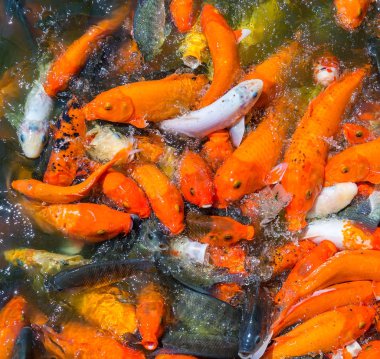 Koi balıkları havuzda